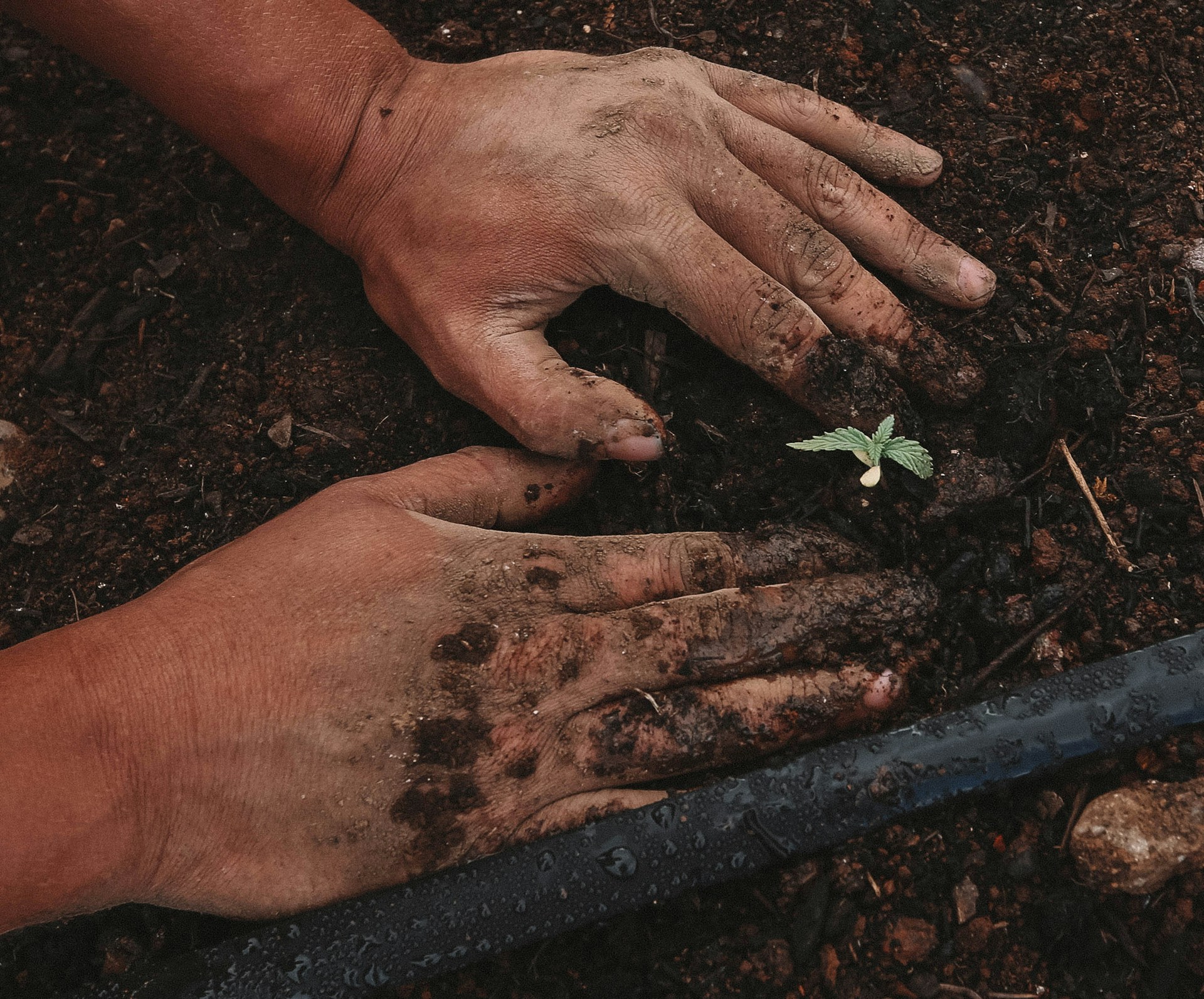 regenerative agriculture